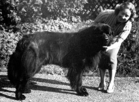 Фото: ньюфаундленд Duke van het Zeepaardje