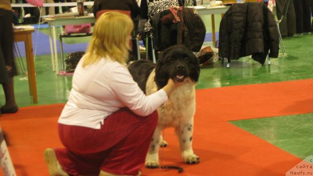 Фото: ньюфаундленд Kiper Soul Jemchujnyiy Korol' (Кипер Соул Жемчужный Король)