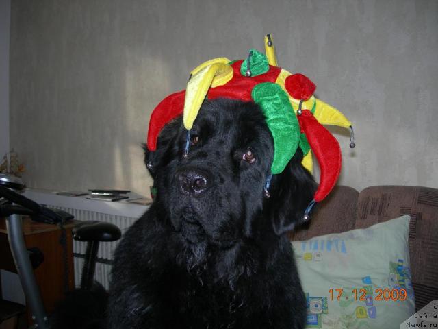 Фото: ньюфаундленд King Big Blyek Balu (Кинг Биг Блэк Балу)