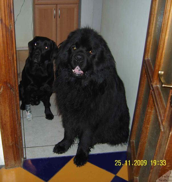 Фото: ньюфаундленд Unkas YEktiv Boy (Ункас Эктив Бой)