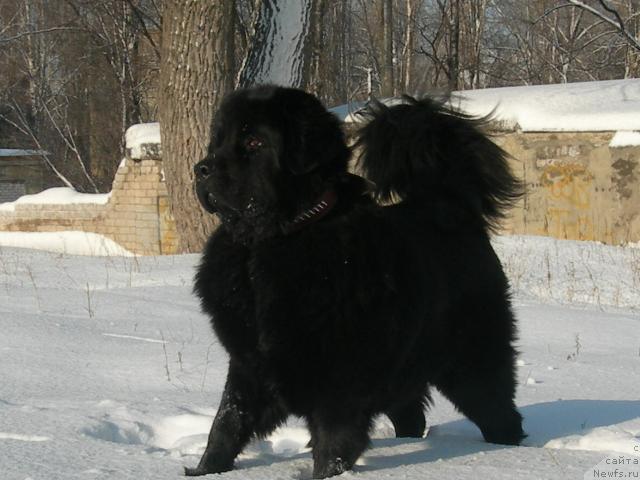 Фото: ньюфаундленд King Big Blyek Balu (Кинг Биг Блэк Балу)