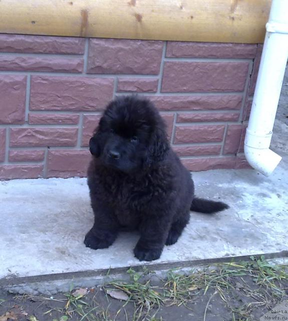 Фото: ньюфаундленд Potap YAna (Потап Яна)