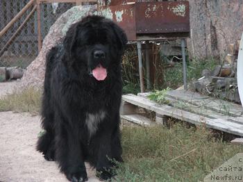 Фото: ньюфаундленд Plushevaya Panda Alex Show (Плюшевая Панда Алекс Шоу)