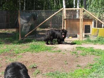 Фото: ньюфаундленд Plushevaya Panda Anabella Beautiful (Плюшевая Панда Анабелла Бьютифул)