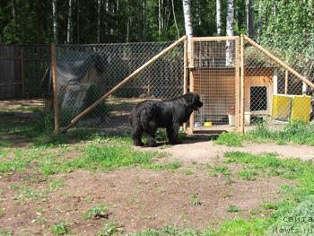 Фото: ньюфаундленд Plushevaya Panda Anabella Beautiful (Плюшевая Панда Анабелла Бьютифул)