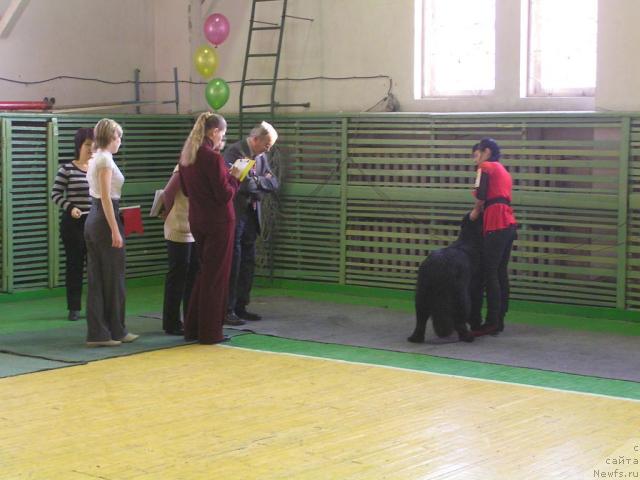 Фото: ньюфаундленд Sent Djons Rollex (Сент Джонс Роллекс)