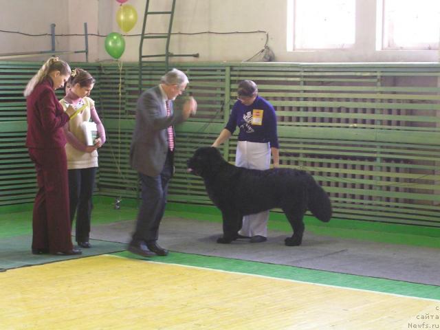 Фото: ньюфаундленд Laskovyiy Misha s Lesnoy Zaimki (Ласковый Миша с Лесной Заимки)
