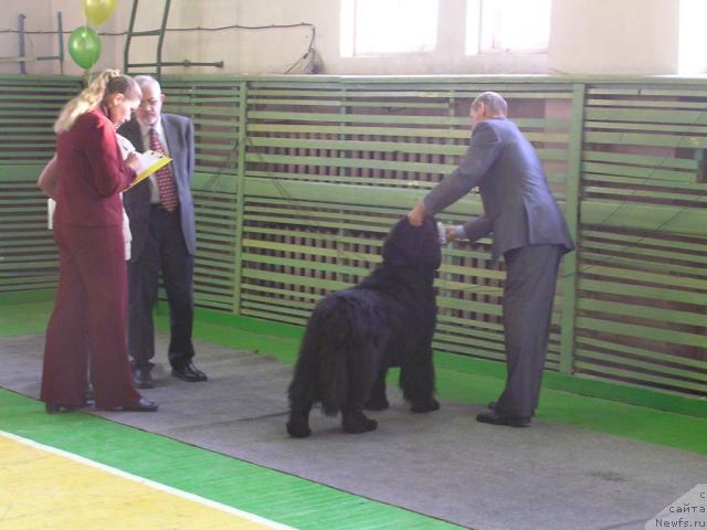 Фото: ньюфаундленд Ego Vysochestvo ot Sibirskogo Medvedja (Его Высочество от Сибирского Медведя)