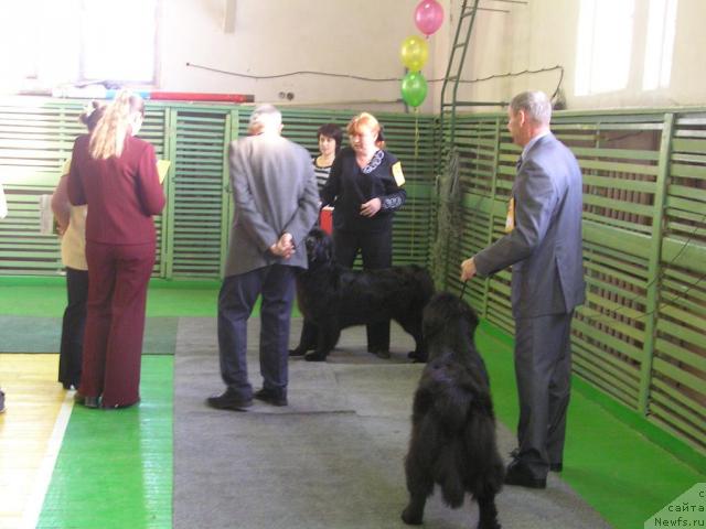 Фото: ньюфаундленд Baffi (Баффи), ньюфаундленд Interio Souri iz Medvejyego Yara (Интерио Соури из Медвежьего Яра)