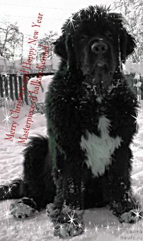 Фото: ньюфаундленд Masterpiece of Balkan Abracadabra