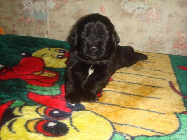 Фото: ньюфаундленд Ark Veles (Арк Велес)