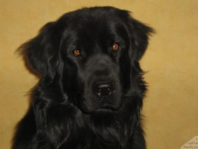 Фото: ньюфаундленд Bryem YElis Kyessi (Брэм Элис Кэсси)