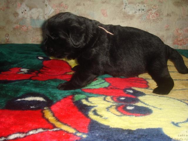 Фото: ньюфаундленд Andjelik Imidj (Анджелик Имидж)