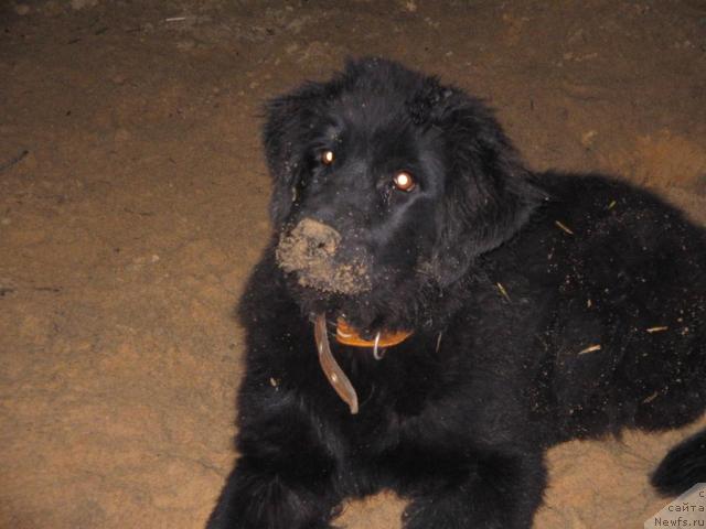 Фото: ньюфаундленд Bryem YElis Kyessi (Брэм Элис Кэсси)