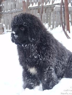 Фото: ньюфаундленд King of Helluland I'm Precious