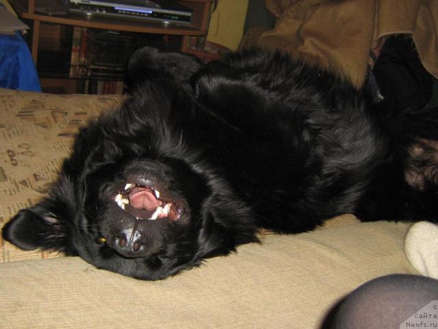 Фото: ньюфаундленд Bryem YElis Kyessi (Брэм Элис Кэсси)