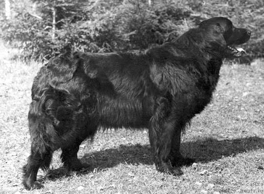 Фото: ньюфаундленд Kyetti Lad Bey (Кэтти Лад Бей)