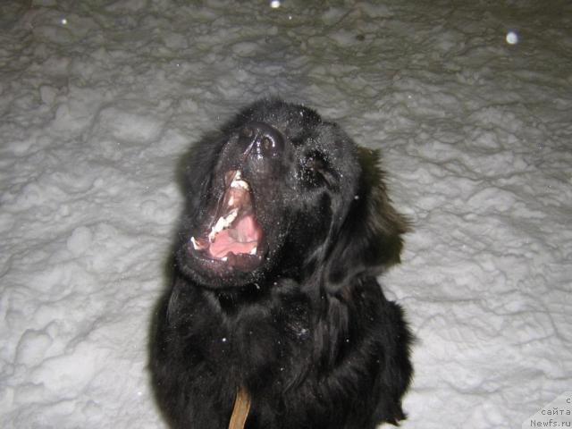 Фото: ньюфаундленд Bryem YElis Kyessi (Брэм Элис Кэсси)