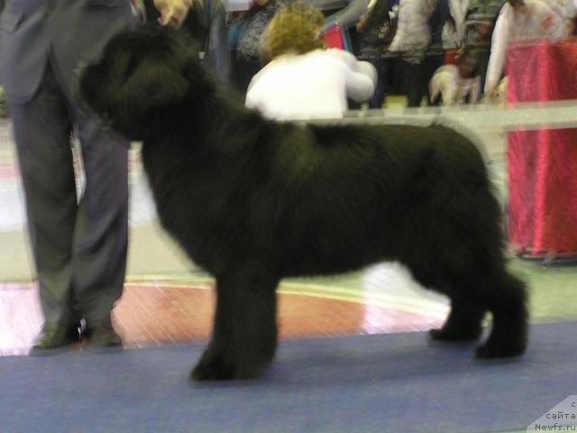 Фото: ньюфаундленд Ego Vysochestvo ot Sibirskogo Medvedja (Его Высочество от Сибирского Медведя)