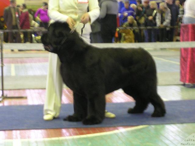 Фото: ньюфаундленд Dendi Denger iz Medvejyego Yara (Денди Денжер из Медвежьего Яра)