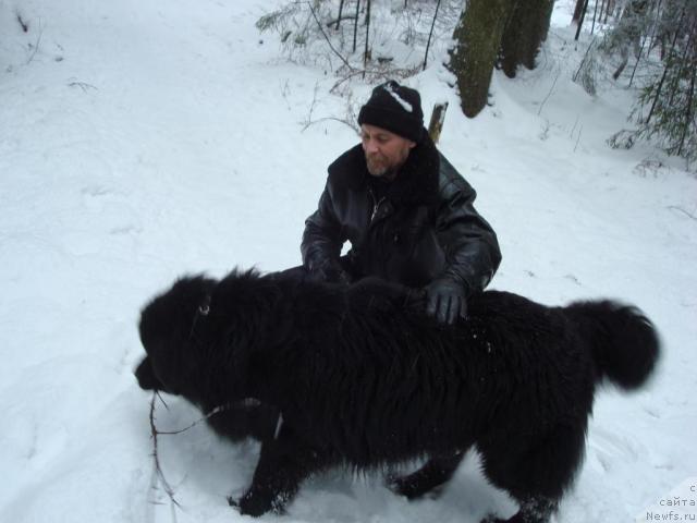 Фото: ньюфаундленд Smigar Dar Bojiy (Смигар Дар Божий)