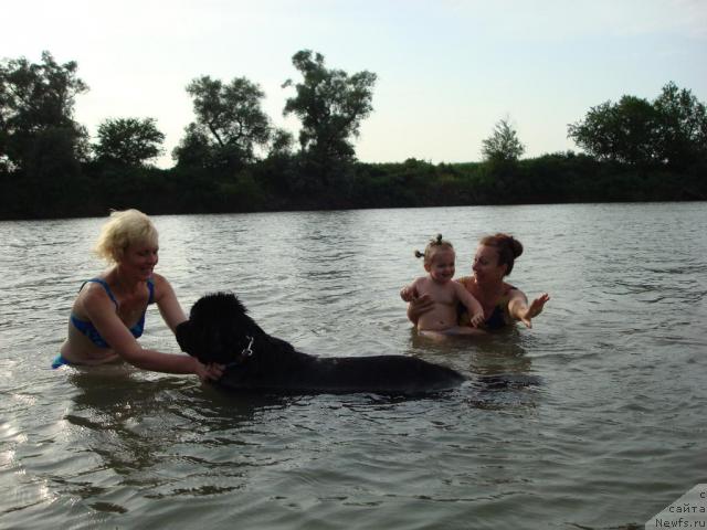 Фото: ньюфаундленд Smigar Dar Bojiy (Смигар Дар Божий)