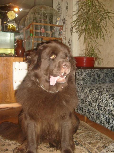 Фото: ньюфаундленд Fann'yuf Akudzyava Nazarovna (Фанньюф Акудзява Назаровна)