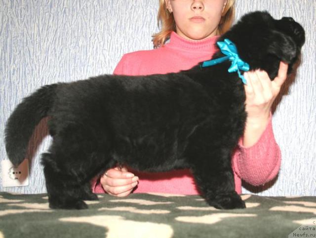 Фото: Кобель синяя лента от, ньюфаундленд Begushaya po Volnam Vam I Ne Snilos (Бегущая по Волнам Вам и не Снилось), ньюфаундленд Bjornebandens Richardo Dot Com