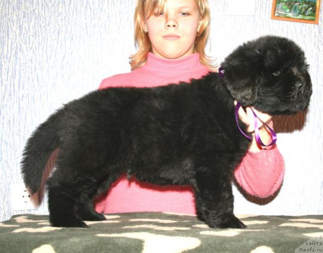 Фото: Кобель с сиреневой лентой от, ньюфаундленд Begushaya po Volnam Vam I Ne Snilos (Бегущая по Волнам Вам и не Снилось), ньюфаундленд Bjornebandens Richardo Dot Com