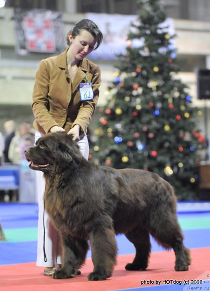 Фото: ньюфаундленд Eleron Brown (Элерон Браун)