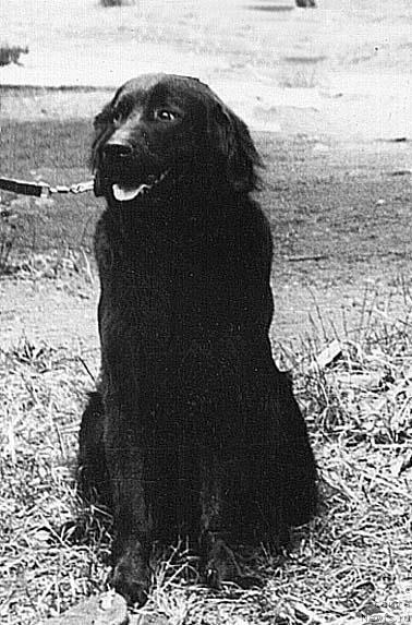 Фото: ньюфаундленд Polli Bey (Полли Бей)