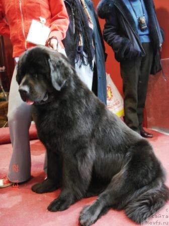 Фото: ньюфаундленд Kukla Barbi iz Antagrada (Кукла Барби из Антаграда)