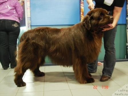 Фото: ньюфаундленд Black Imp Baron Berton