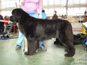 Фото: ньюфаундленд Sent Djons Esenin (Сент Джонс Есенин)