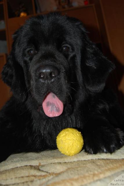 Фото: ньюфаундленд Formula Lyubvi ot Sibirskogo Medvedya (Формула Любви от Сибирского Медведя)
