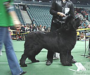 Фото: ньюфаундленд Smigar Ieremiya Ivent Magik (Смигар Иеремия Ивент Магик)