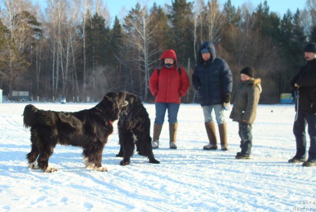 Фото: ньюфаундленд Mag Ispolin Elana (Маг Исполин Елана)