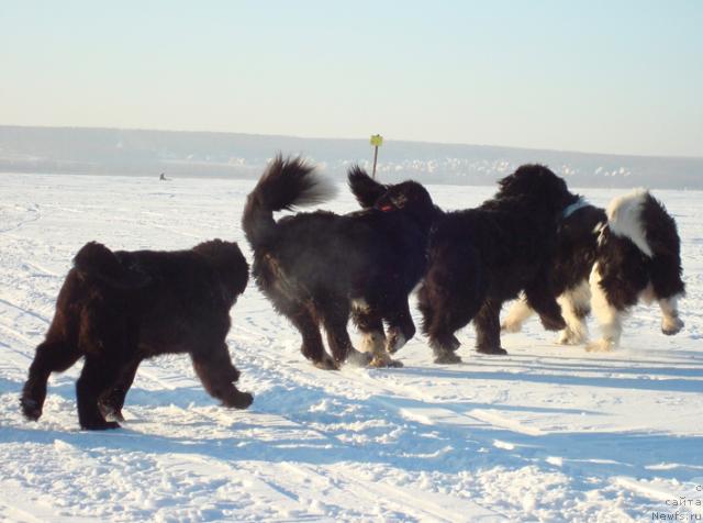 Фотография № 35949