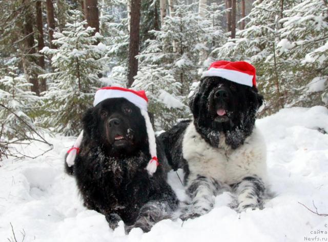 Фотография № 35959