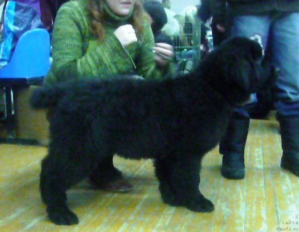 Фото: ньюфаундленд Izbrannitsa Nebes Katalina (Избранница Небес Каталина)