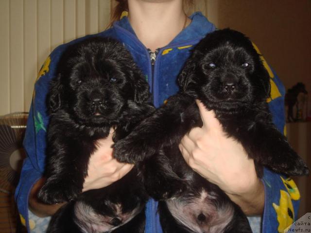 Фото: ньюфаундленд Ark Veles (Арк Велес), ньюфаундленд Al'tair Stayl (Альтаир Стайл)