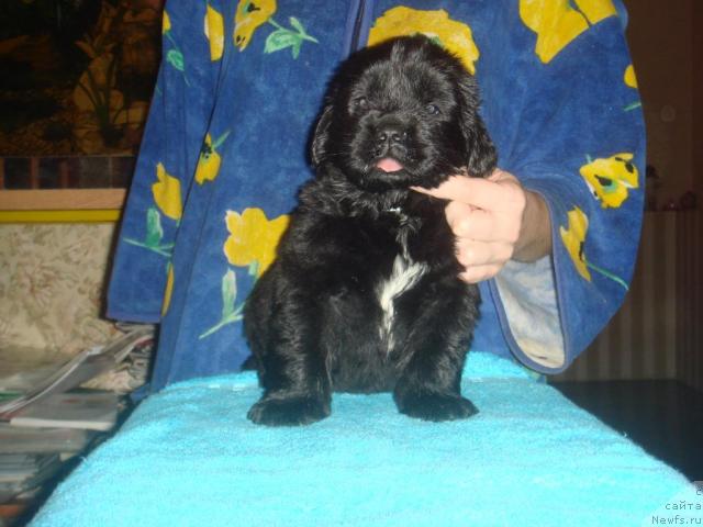 Фото: ньюфаундленд Ark Veles (Арк Велес)