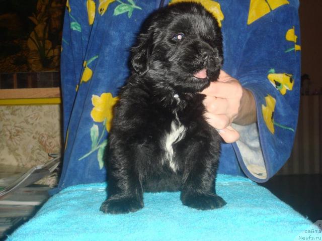 Фото: ньюфаундленд Ark Veles (Арк Велес)