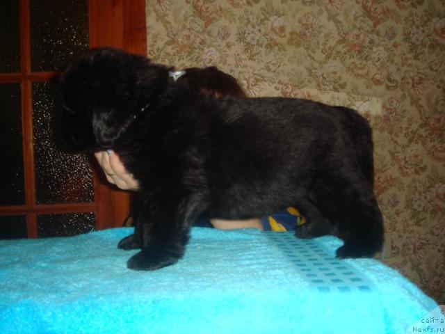 Фото: ньюфаундленд Ark Veles (Арк Велес)