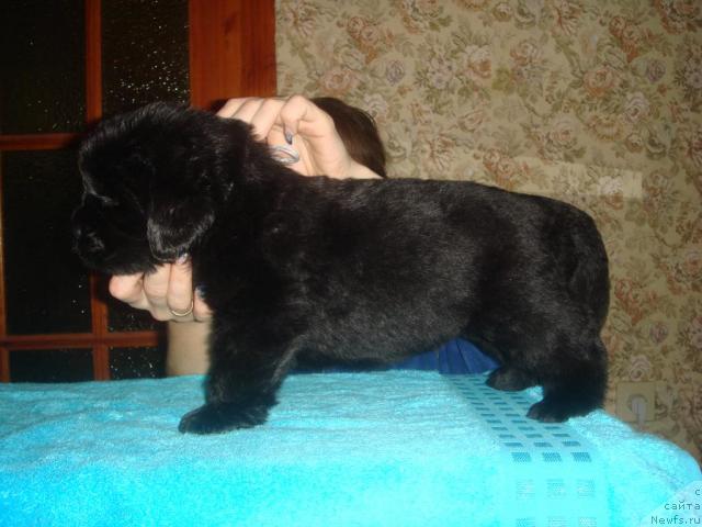 Фото: ньюфаундленд Ark Veles (Арк Велес)