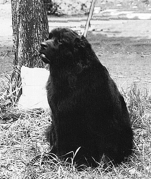 Фото: ньюфаундленд Panda Bey (Панда Бей)