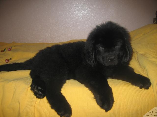 Фото: ньюфаундленд Vindzorskaya Prokaznica Lava (Виндзорская Проказница Лава)