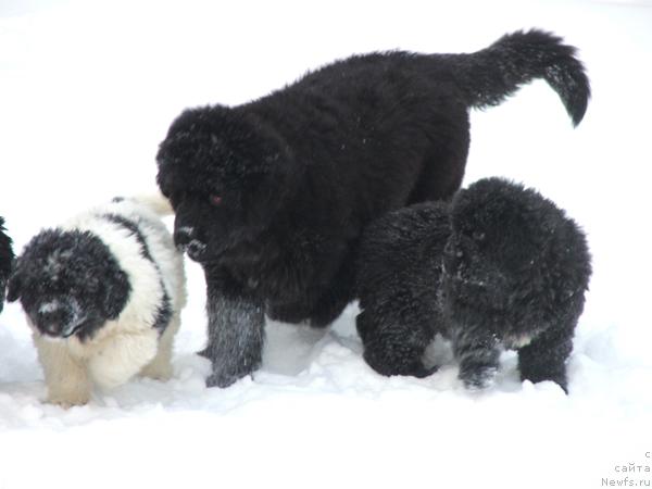 Фото: ньюфаундленд Plushevaya Panda Roskoshnaya Lady Diana (Плюшевая Панда Роскошная Леди Диана)