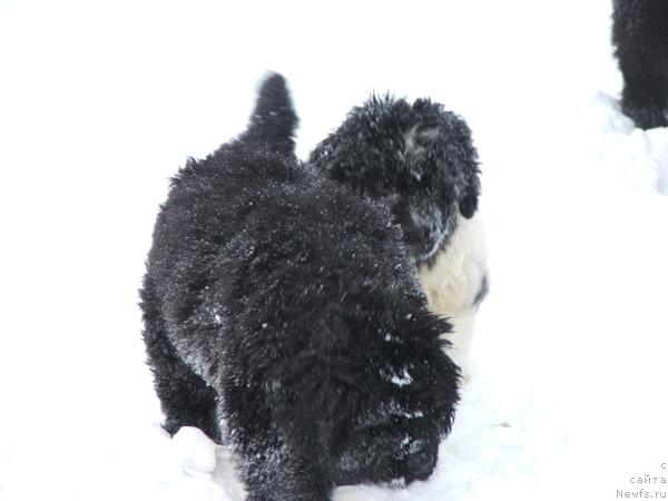 Фото: ньюфаундленд Plushevaya Panda Severny Versal (Плюшевая Панда Северный Версаль)