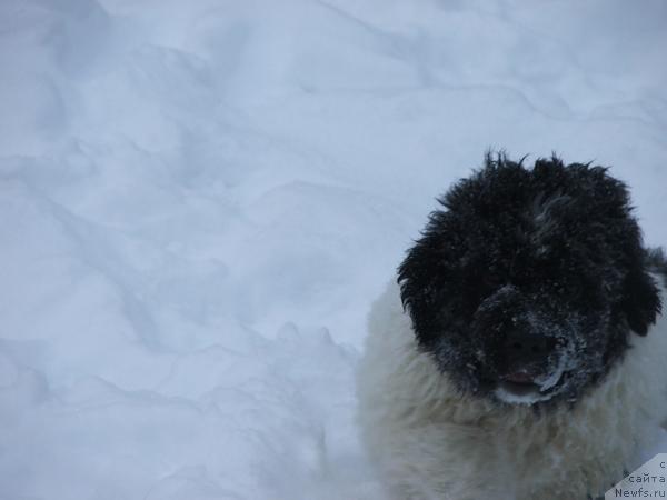 Фото: ньюфаундленд Plyushevaya Panda Sit-Belyiy Lotos (Плюшевая Панда Сит-Белый Лотос)